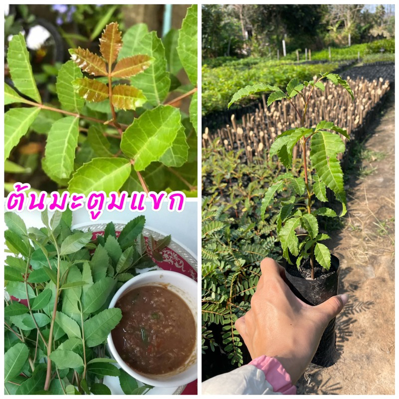 ต้นมะตูมแขก หรือ มะตูมซาอุ ต้นพันธุ์เพราะเมล็ด นิยมกินยอดอ่อนใบอ่อน ต้นพันธุ์แข็งแรงพร้อมปลูกปลูกง่ายโตไว – โปรปัง