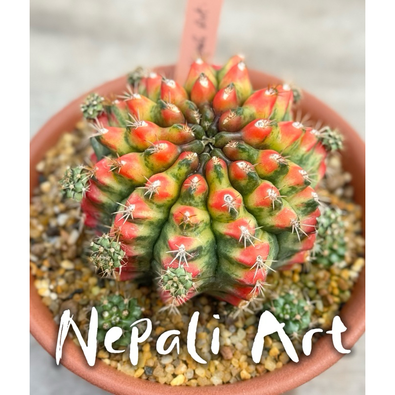 🎨G.Nepali Art and 💫G.Nepali Magic ยิมโนเนปาลีอาร์ตและเนปาลีเมจิก ต้นแม่ไม้รากรับตรงจากกระท่อมลุงจรณ์