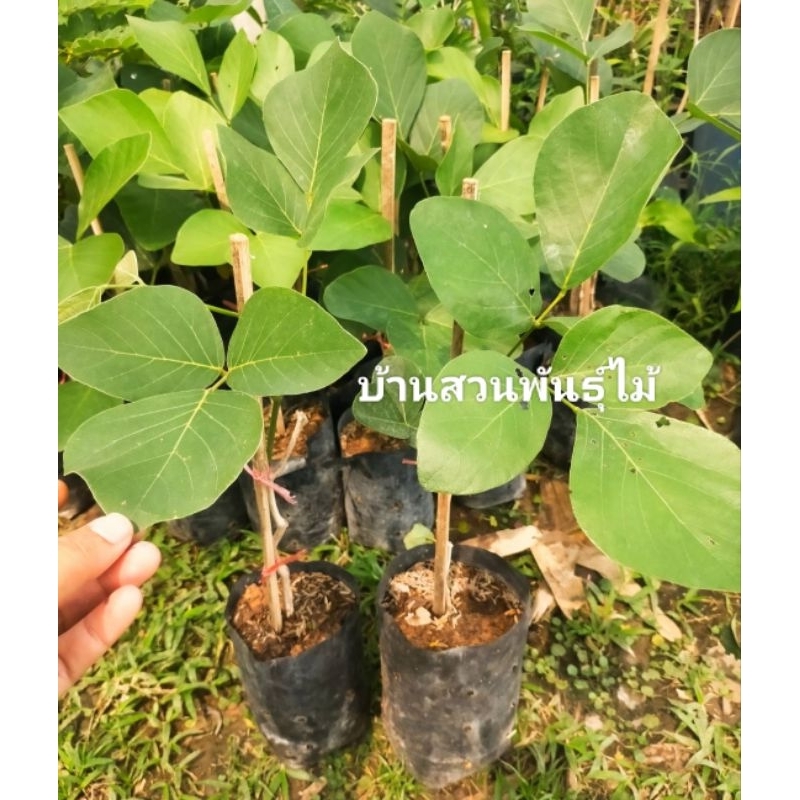 ต้นทองกวาว ดอกสีเหลือง ต้นดอกจาน ต้นเพาะเมล็ด สูง 40-60 ซม.