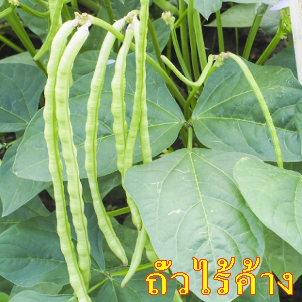 ถั่วไร้ค้าง📌ถูกที่สุด10บ.📌เมล็ดถั่วไร้ค้าง 10-60 เมล็ด🎈งอกง่าย ☘️ปลูกง่ายขึ้นไว🎈ปลูกได้ทุกที่🎈ไม่ต้องทำค้าง