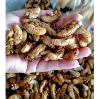 จั๊กจั่นทอด ตัวอ่อนจั๊กจั่นทอด ตัวดักแด้ ของสดๆใหม่ๆ 100 กรั…