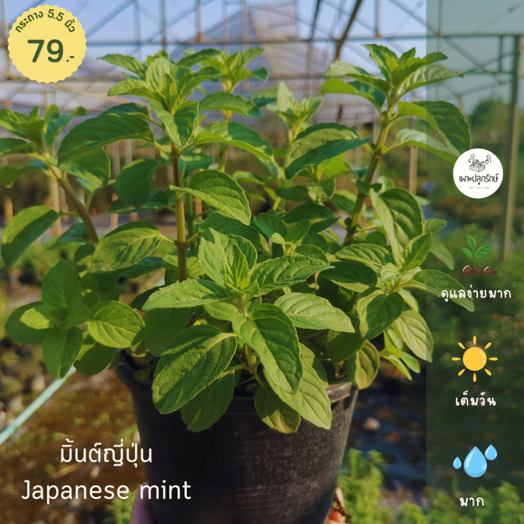 มิ้นต์ญี่ปุ่น Japanese mint #มิ้นต์ขาว #สมุนไพรฝรั่ง กระถาง 5.5 นิ้ว