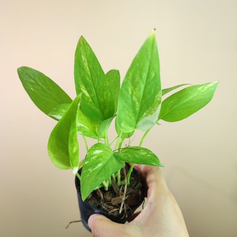 Epipremnum Pinnatum Variegated Yellow No.2 เลือกต้นได้ อิพิด่างเหลือง จัดส่งทั้งกระถาง รากแน่นแข็งแรง