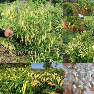 เมล็ดพันธุ์พริกเหลืองพัทลุงเเท้ 300-400 เมล็ด39 บาท โปรซื้อ 5 แถม 3 ซอง