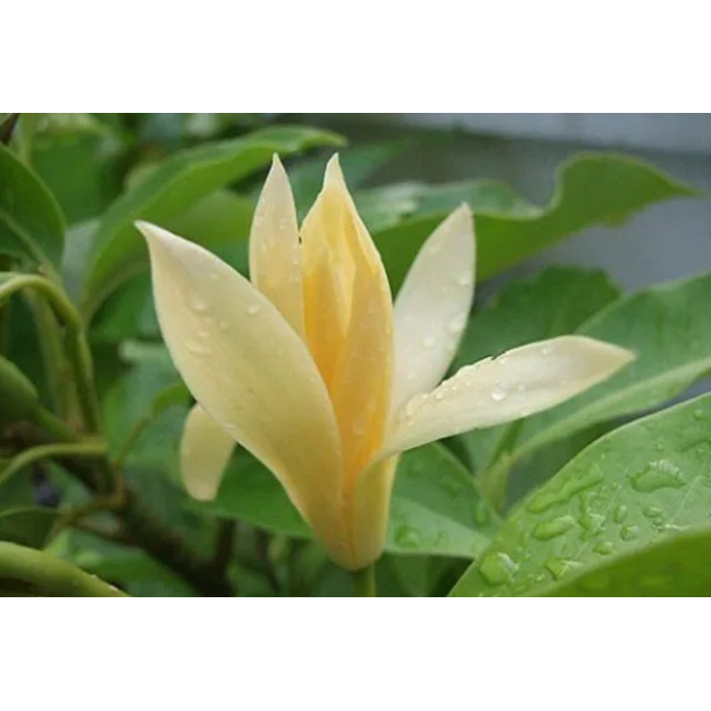 ต้นจำปีสีนวล มีกลิ่นที่แรงกว่า โชยกว่าจำปีธรรมดา Michelia alba x Michelia champaca หรือ Michelia hybrid 60-1เมตร