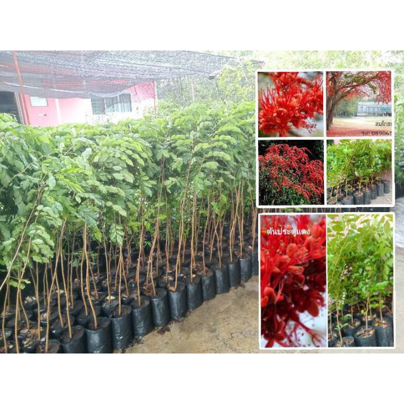 ต้นประดู่แดง สูง80ซม-1.2เมตร ส่งฟรี