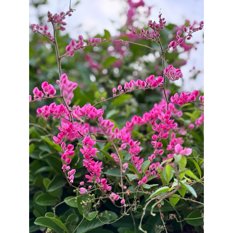 ต้นพวงชมพู (มีดอกสีชมพูและสีขาว) ไม้เลื้อยดอกน่ารัก ออกดอกดกสวยตลอดปี Patsorntree