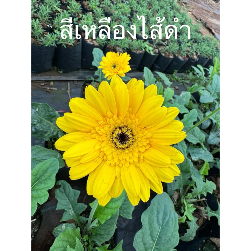 ต้นดอกเยอบีร่า สีเหลืองไส้ดำ