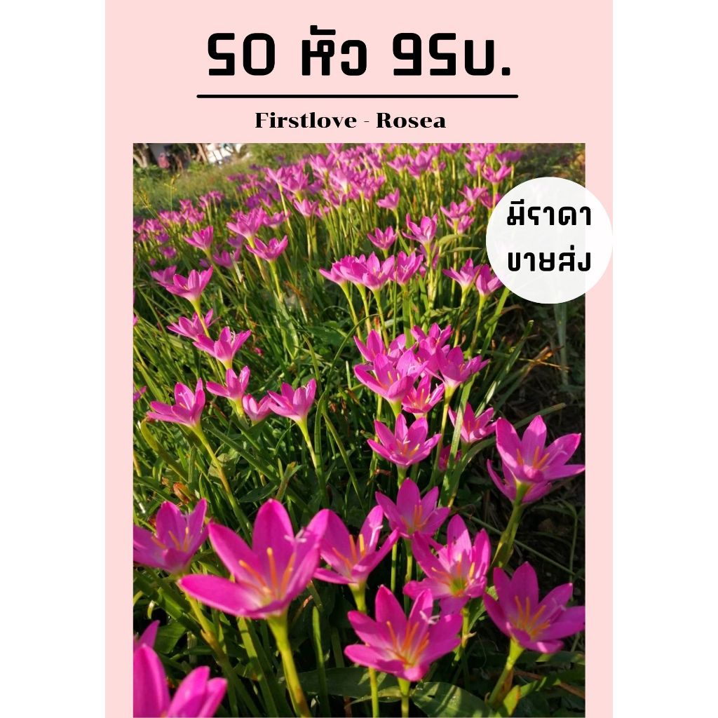 บัวดินพื้นบ้าน พันธุ์โรเซีย(สีชมพู) และ เฟริสเลิฟ(สีขาว) 50 หัว