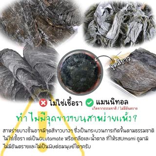 สาหร่าย สาหร่ายอัดก้อนกลม 10g/ซอง ต้นฤดู พองตัวได้120กรัม สาหร่ายทะเลอบแห้งอัดก้อนกลม เกรดA นิยมทำยำสาหร่าย 海带丝 裙带菜