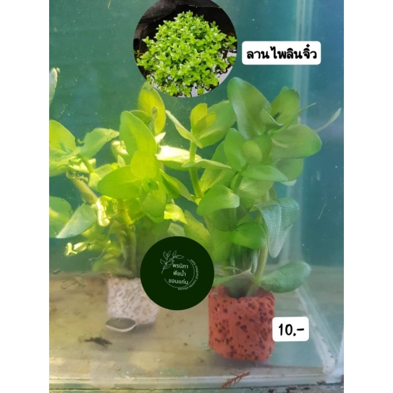 ต้นไม้น้ำลานไพลินจิ๋วน่ารักประดับตู้ปลาอ่างปลาสวยงาม อาณาจักร Plantae หมวด:Magnoliophyta ชั้น:	Magnoliopsida อันดับ:	La