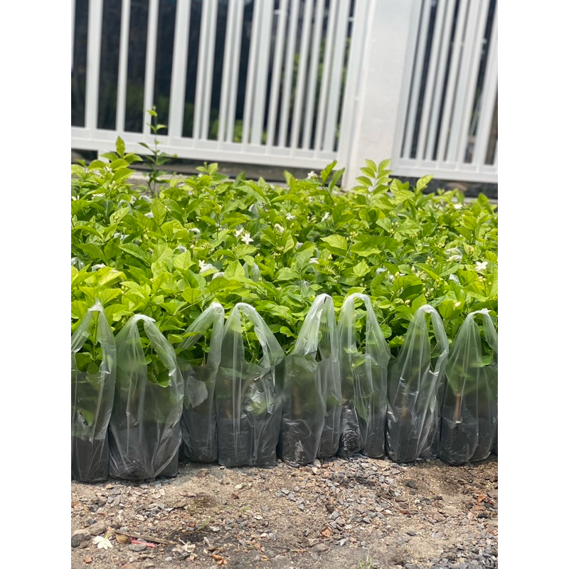 ต้นมะลิ ชุดละ 10 ต้น= 100 บาท ติดดอกเเล้ว พร้อมส่ง💥 jasmine tree set 10