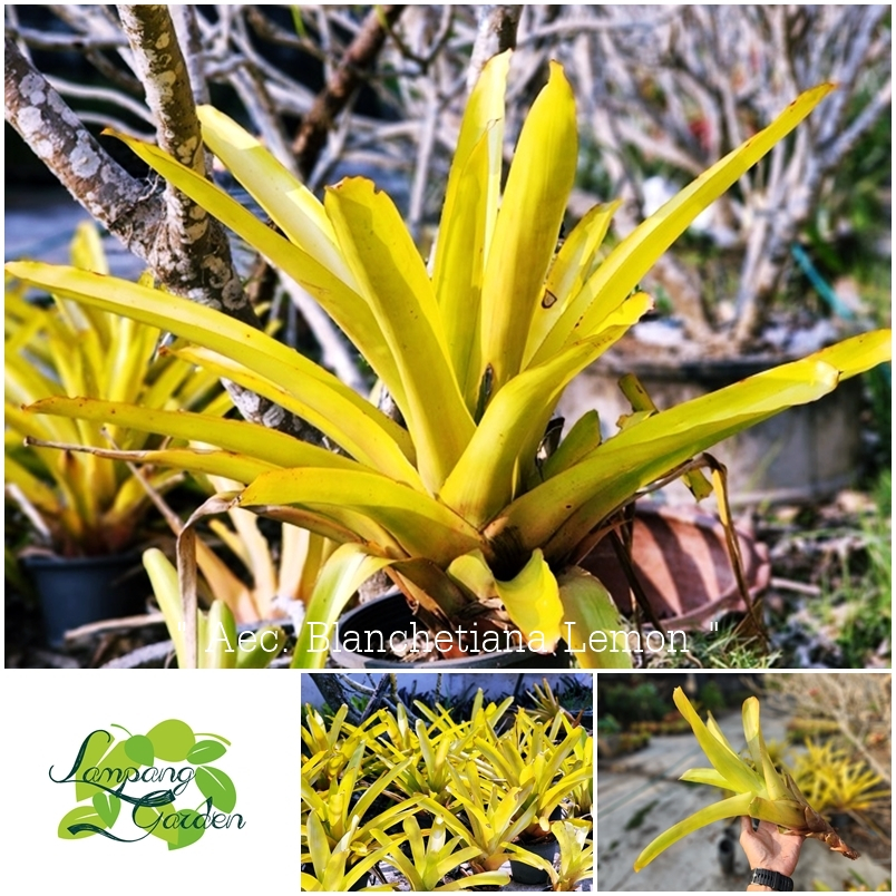 ต้น สับปะรดสี Aec. Blanchetiana Lemon ไม้แดด ส่งแบบถอดกระถาง ไม้กระถาง ไม้ใบ