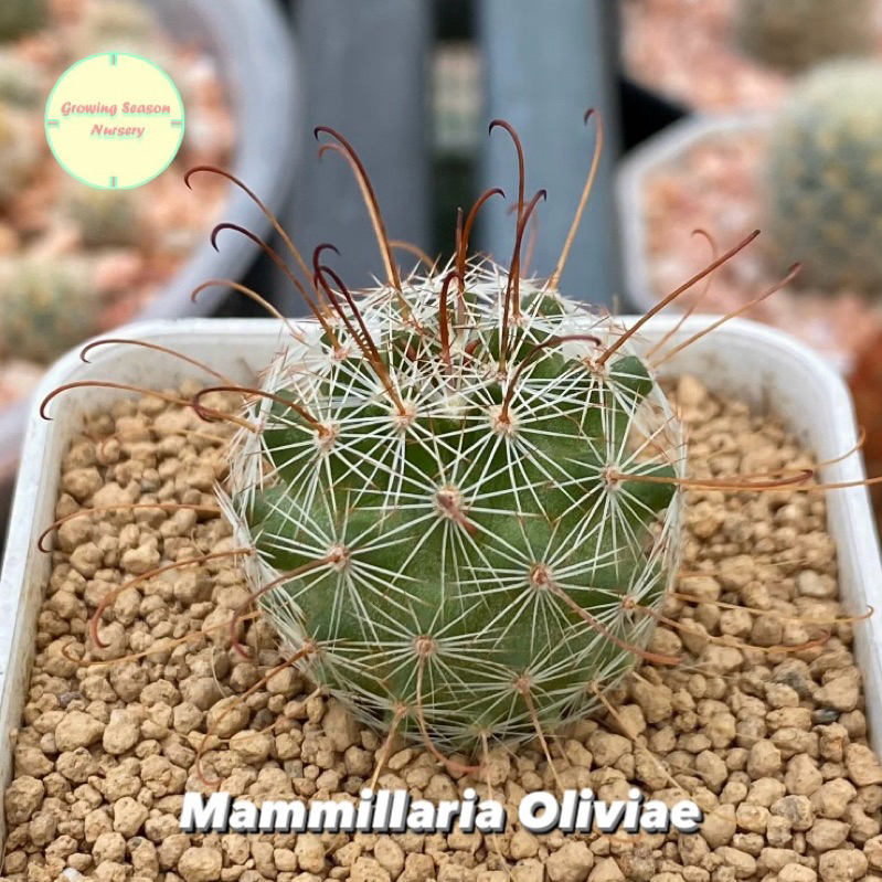 [MAMM2] Mammillaria Oliviae ไม้เมล็ด แมมมิลลาเรีย แคคตัส กระบองเพชร ต้นไม้ ไม้เพาะเมล็ด เมล็ด ไม้อวบน้ำ