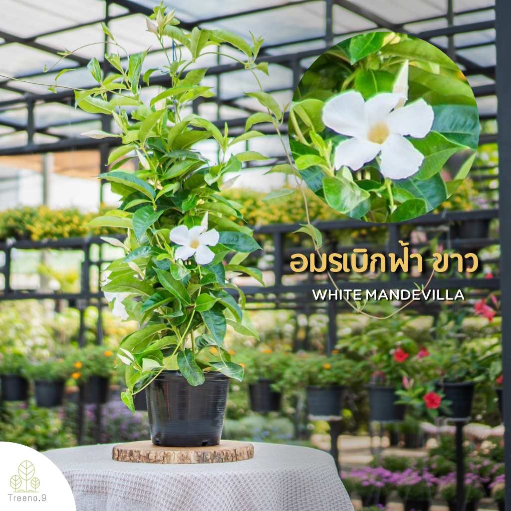 Treeno.9 T247 อมรเบิกฟ้าดอกสีขาวMandevilla Vine ดอกสวย อยู่ได้นาน ไม้เลื้อย พุุ่มใหญ่ ความรุ่งเรือง สีสันสดใสกระถาง8นิ้ว