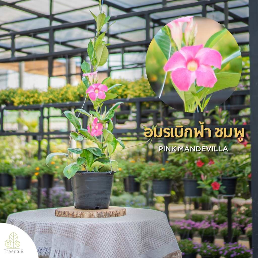 Treeno.9 T247 อมรเบิกฟ้าดอกสีชมพู Mandevillaดอกสวย อยู่ได้นาน ไม้เลื้อย พุุ่มใหญ่ ความรุ่งเรือง สีสันสดใส กระถาง8นิ้ว