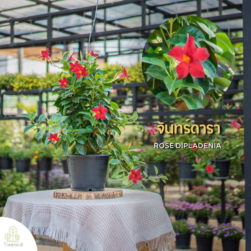 Treeno.9 T466 จันทร์ดารา สีแดง (Rose Dipladenia) กระถางแขวน 8 นิ้ว / สูง 35-40 ซม. / ไม้ประดับ ไม้ดอก