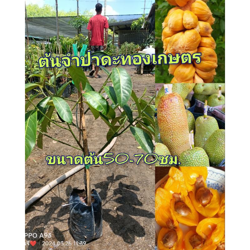 ต้นจำปาดะทองเกษตร ลูกโต เนื้อเยอะ หวานฉ่ำ ขายต้นพันธุ์คะ ขนาดต้น50-70ซม.