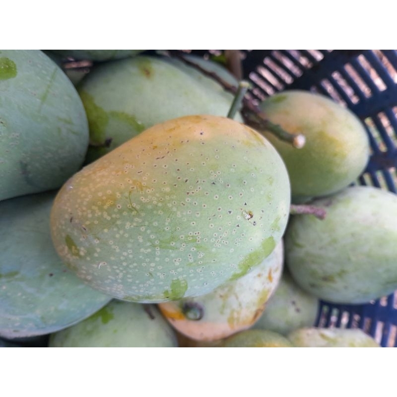 มะม่วงแก้วโบราณจากสวนปลอดสาร