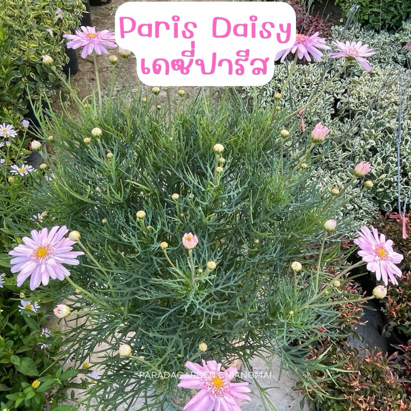 Paris Daisy เดซี่ปารีส ดอกสีชมพูพาสเทลหวาน ดอกไม้กินได้ ตกแต่งหน้าเค้ก จานอาหาร กระถาง ขนาด 8 นิ้ว
