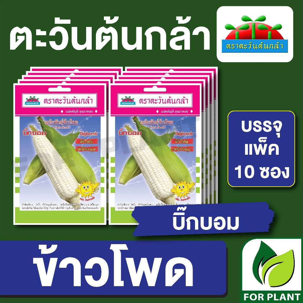 เมลล็ดพันธุ์ ผักซอง ตะวันต้นกล้า SP ข้าวโพดข้าวเหนียว บิ๊กบอม บรรจุแพคล่ะ 10 ซอง ราคา 64 บาท
