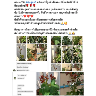 ส่งฟรี‼️ดินกุหลาบสูตร 6 Thai worm สำหรับปลูกกุหลาบและพืชที่ชอบดินโปร่ง