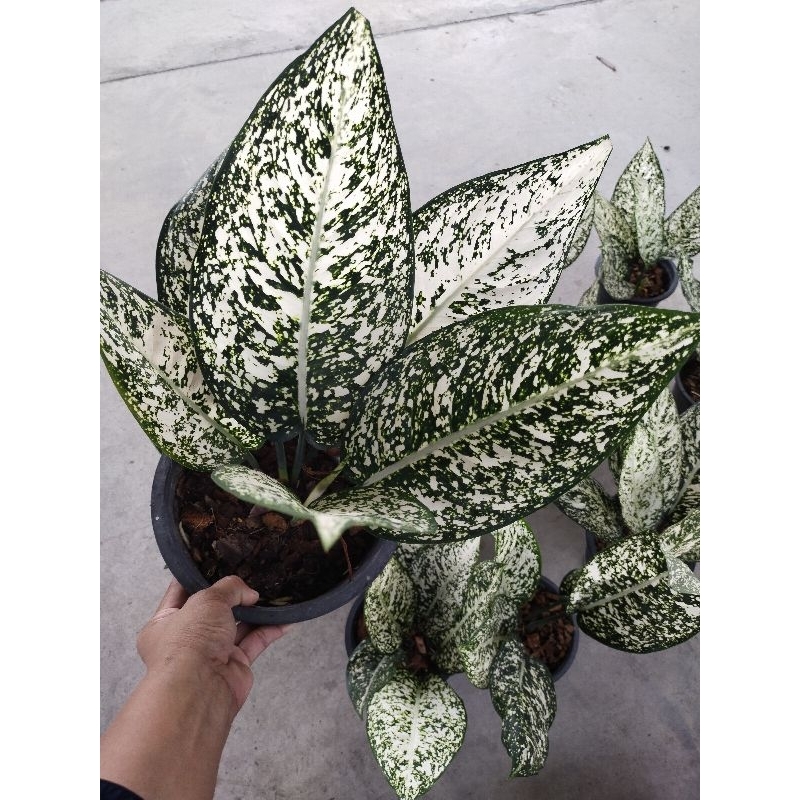 ต้นอโกลนีมา มรดกโลก  Aglaonema World of heritage