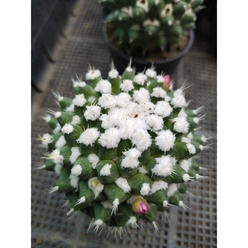 แมมอิรุซามุ แมมปุยหิมะ  Mammillaria bucareliensis Erusamu แคคตัส กระบองเพชร 