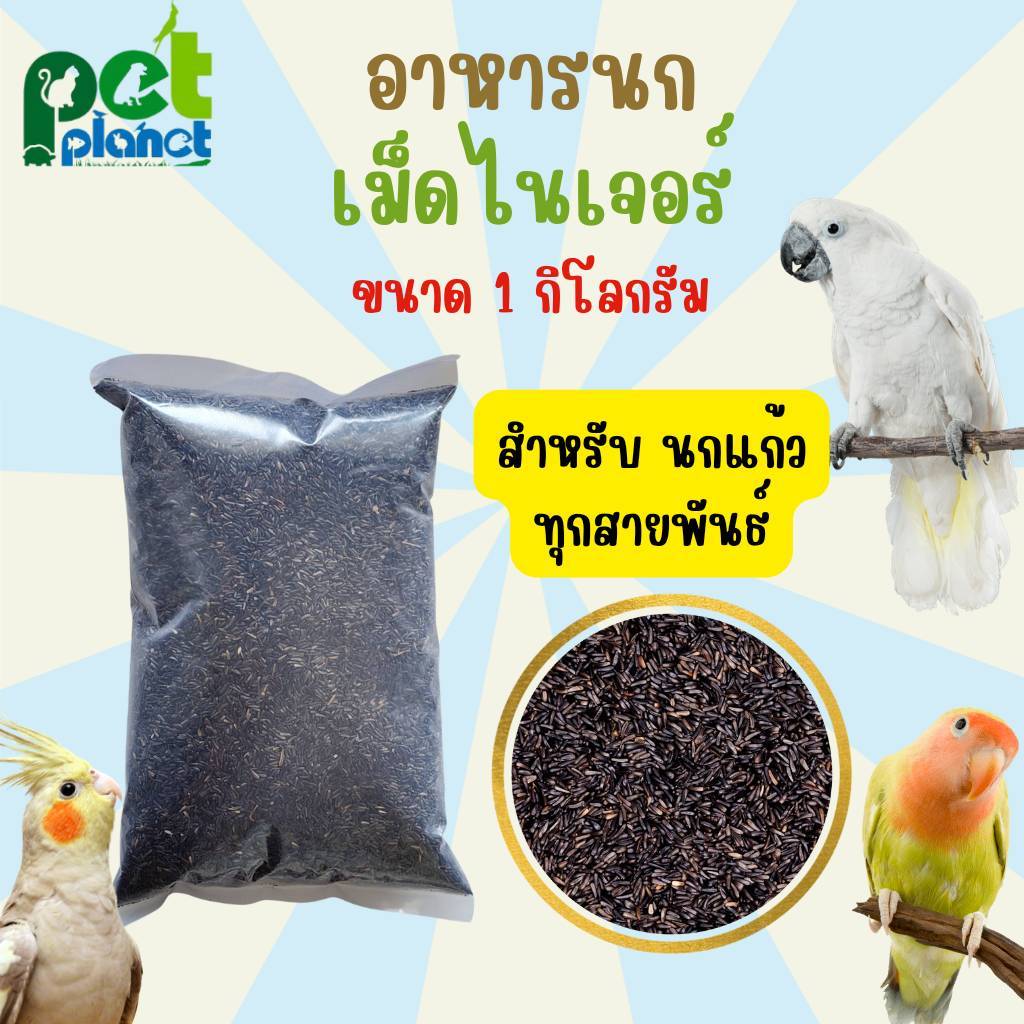 [1kg.] อาหารนก เมล็ดไนเจอร์ Niger Seed อาหารสำหรับ นก นกแก้ว ทุกสายพันธ์ เลิฟเบิร์ด กรีนชีค ค็อกคาเทล ซันคอนัวร์