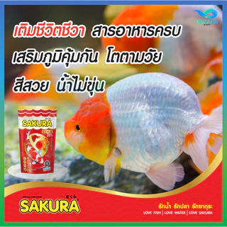 🔴1 Kg 🔴สูตรใหม่!! อาหารปลาซากุระ Sakura Gold ขนาด 500 กรัม และ 1000 กรัม