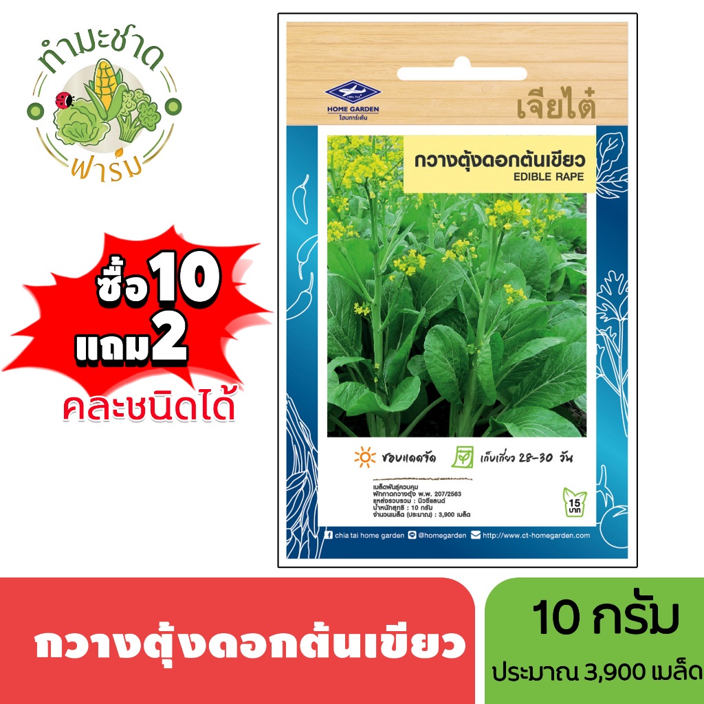 เจียไต๋ (ซื้อ10แถม2) เมล็ดพันธุ์ กวางตุ้งดอกต้นเขียว ขนาด10กรัม ประมาณ3,900เมล็ด Flowering Pak Choy กวางตุ้ง เมล็ดพันธุ์