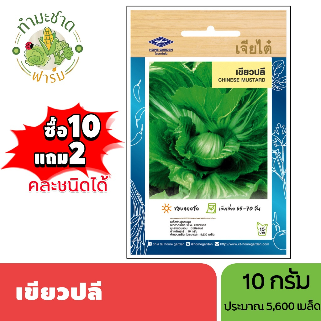 เจียไต๋ (ซื้อ10แถม2) เมล็ดพันธุ์ เขียวปลี ขนาด10กรัม ประมาณ5,630เมล็ด Chinese Mustard ผักกาดเขียว เมล็ดพันธุ์พืช เมล็ดผั