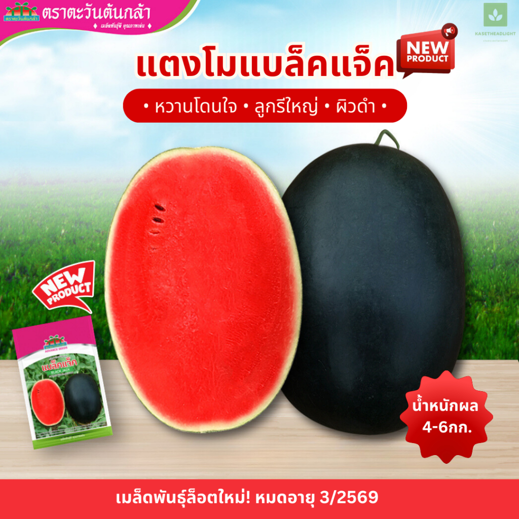 ใหม่! แตงโมแบล็คแจ็ค 40กรัม เมล็ดพันธุ์แตงโม ตราตะวันต้นกล้า Black Jack แบล็คแจ็ค แตงโม แบล็คแจค
