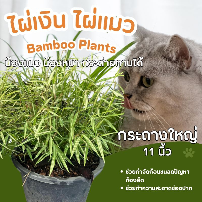 ไผ่เงิน ไผ่แมว ของโปรดน้องแมว กระถางใหญ่ ฟอร์มแน่น (กระถางขนาด 11 นิ้ว)