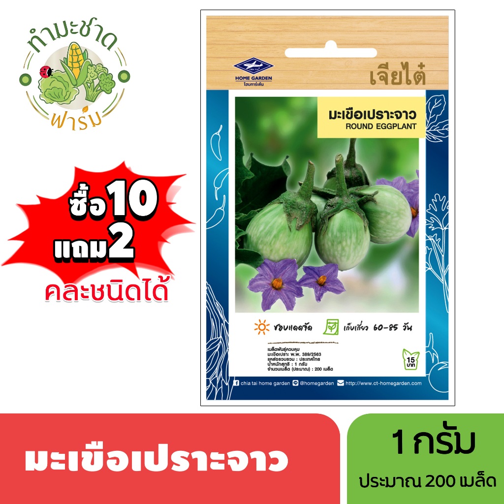 เจียไต๋ (ซื้อ10แถม2) เมล็ดพันธุ์ มะเขือเปราะจาว ขนาด1กรัม ประมาณ200เมล็ด Round Eggplant มะเขือเปราะ เมล็ดพันธุ์พืช เมล็ด