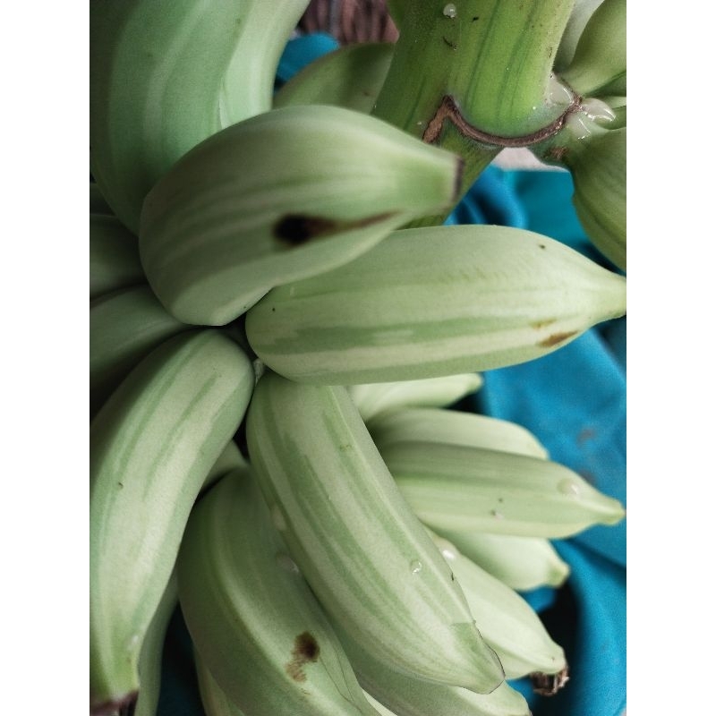 เมล็ดกล้วยป่าด่าง กล้วยป่า