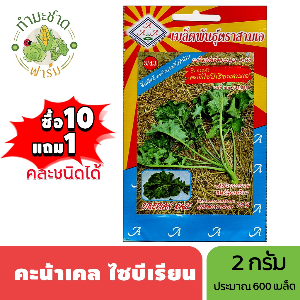 3A (ซื้อ10แถม1) เมล็ดพันธุ์ เคลไซบีเรียน ขนาด2กรัม ประมาณ600เมล็ด SIBERIAN KALE คะน้าเคล เคล เมล็ดพันธุ์พืช เมล็ดผัก