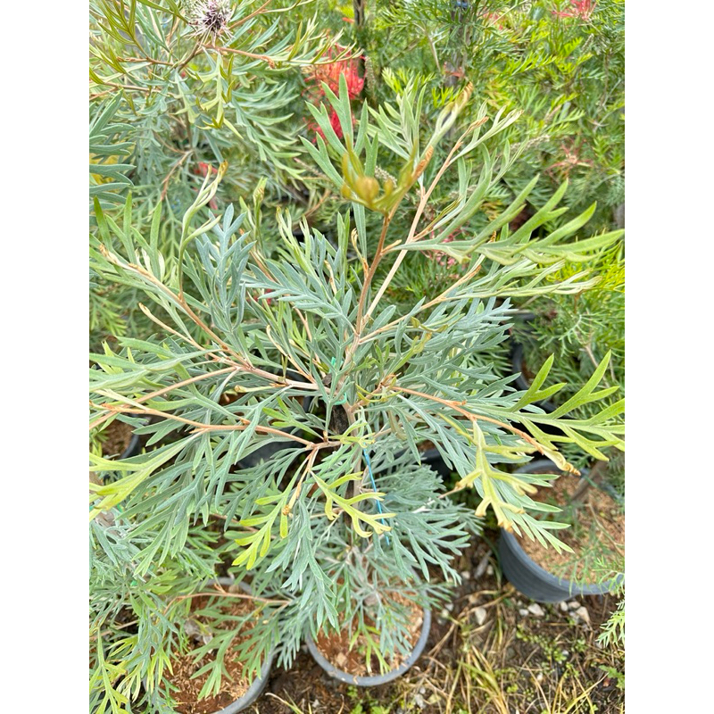 Grevillea Dorothy gordon เกรวิลเลียม่วงแคระ กระถาง11