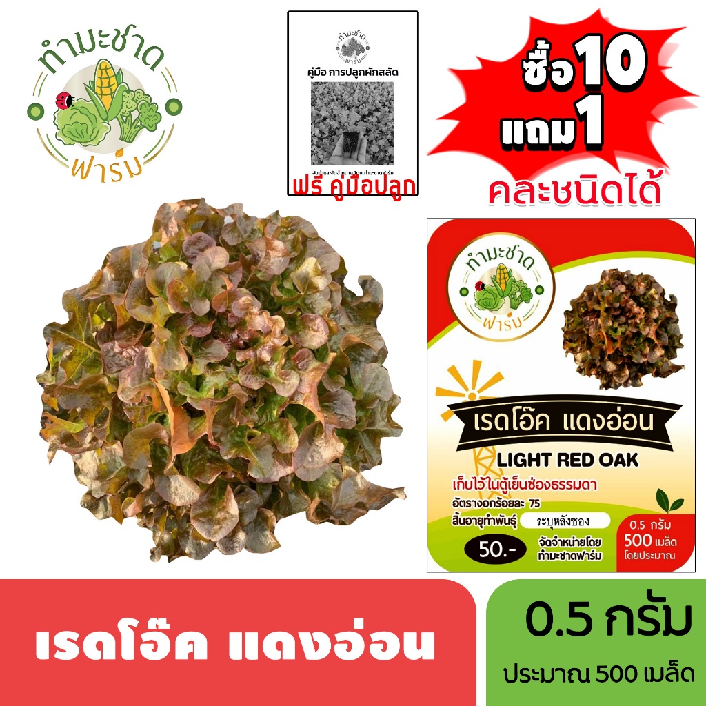 (ซื้อ10แถม1 ฟรีคู่มือ) เมล็ดพันธุ์ เรดโอ๊ค แดงอ่อน LIGHT RED OAK 0.5กรัม (ประมาณ 500เมล็ด) ทำมะชาดฟาร์ม ผักสลัด เมล็ดพัน