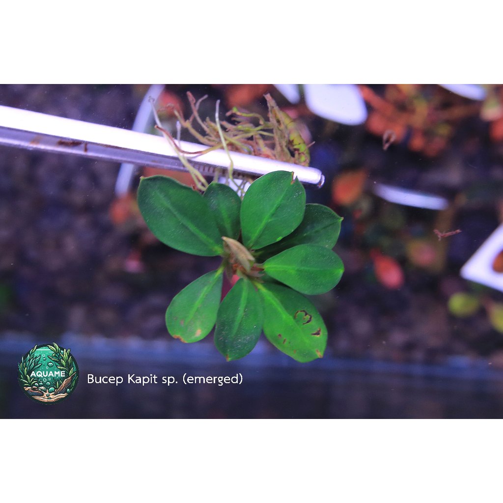Bucephalandra Kapit sp. Emerge (ใบบก)