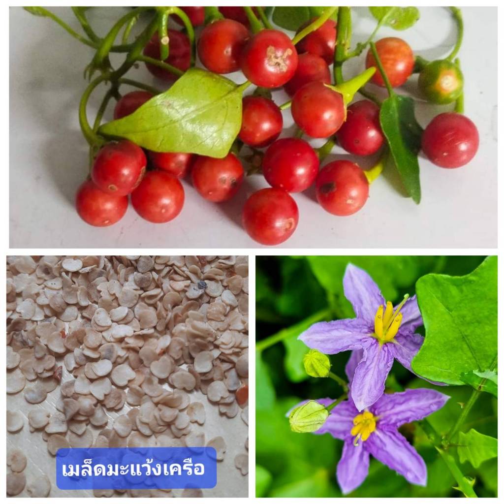เมล็ดพันธุ์ มะแว้ง 100 เมล็ด มะแว้งเครือ มะแว้งป่า