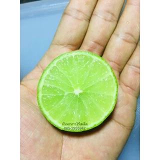 มะนาวไร้เม็ดปลอดสาร แพ็คละ12ลูก(Limes, tablets, free from substances, 12 pieces per pack)