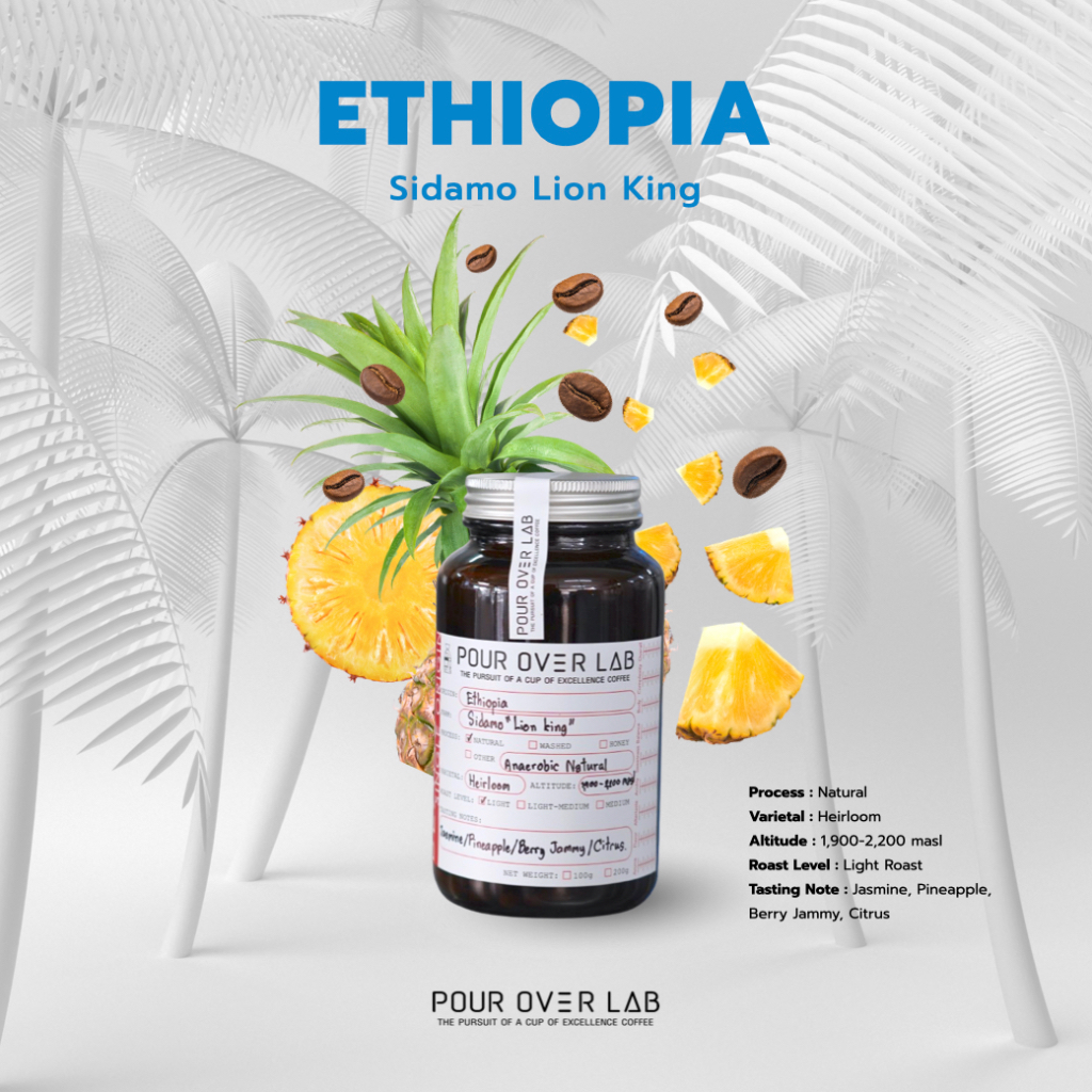 เมล็ดกาแฟ Ethiopia Sidamo Lion King | POUR OVER LAB