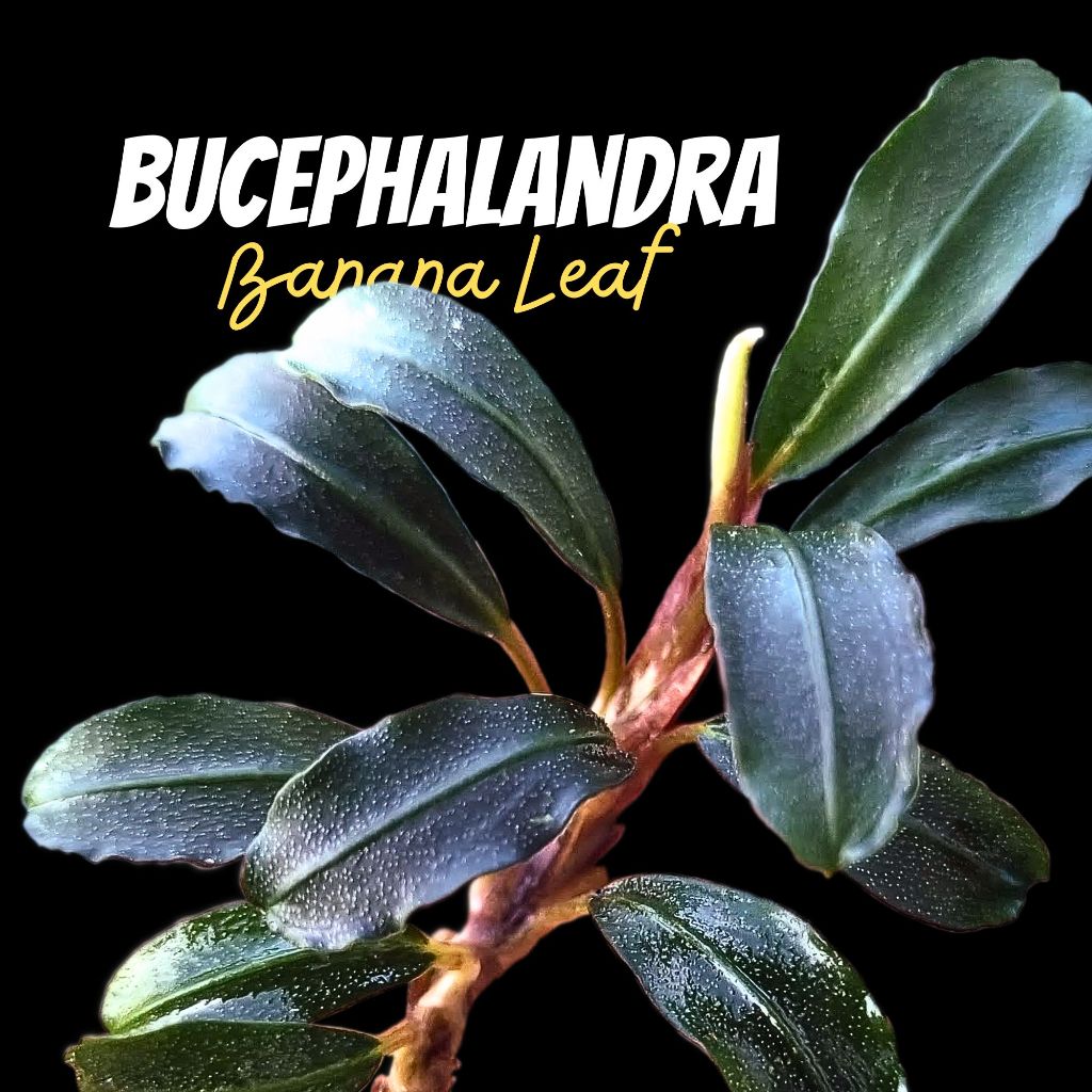 บูเซป ใบกล้วย - Bucephalandra sp. Solid leaf / Banana Leaf ต้นไม้น้ำ