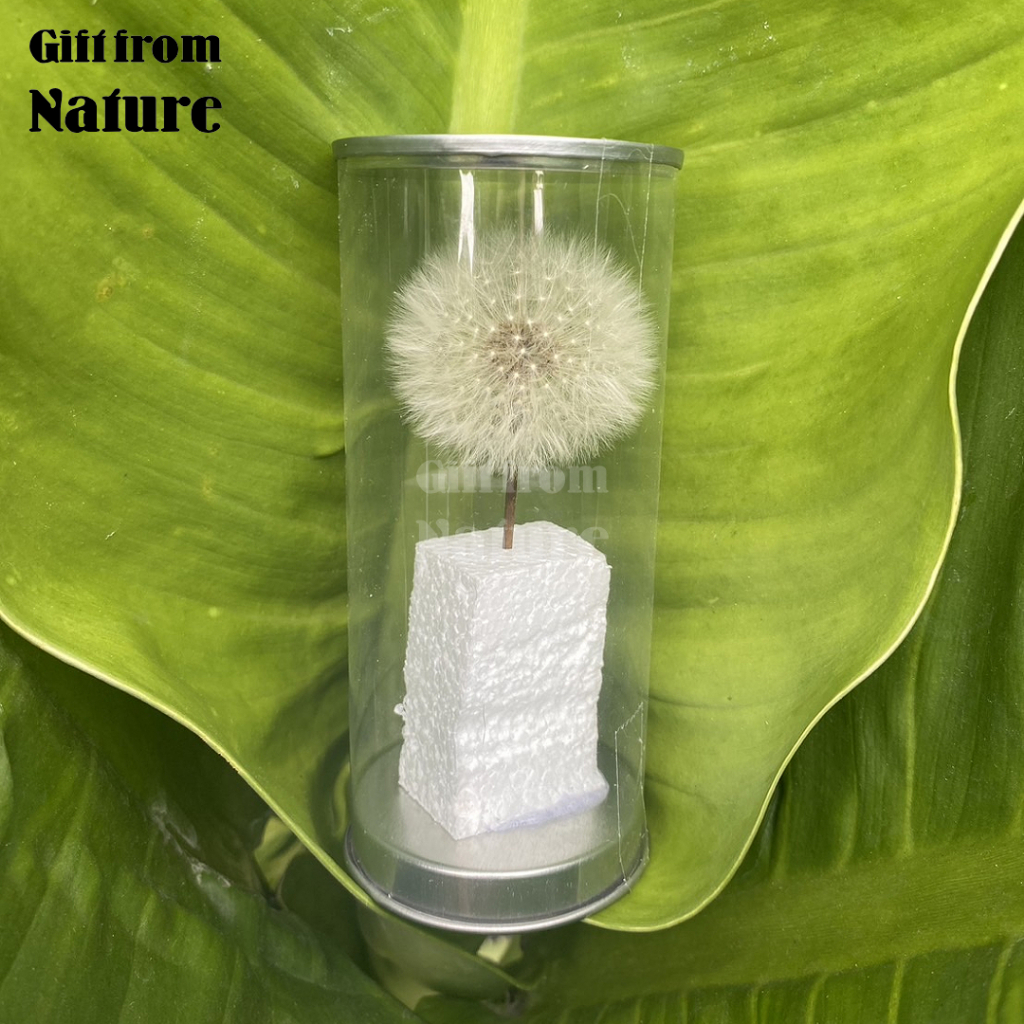 ดอกไม้แห้ง ดอกไม้จริง แดนดิไลออน Dandelion ธรรมชาติ ขนาด 4-5 cm อุปกรณ์ งานประดิษฐ์ งานฝีมือ เรซิ่น DIY ของแต่งบ้าน