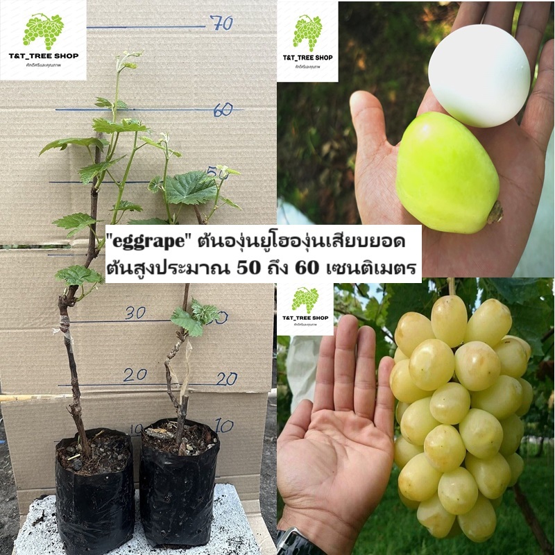 ต้นองุ่นยูโฮองุ่นเสียบยอดต้นสูงประมาณ 50 ถึง 60 เซนติเมตร_nhoyuhouri