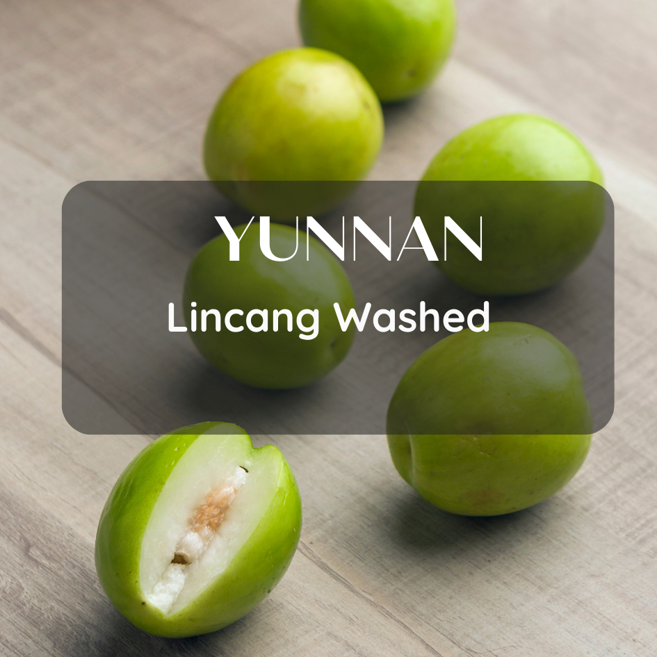 New Lot สารกาแฟ Yunnan Lincang Washed Process 1000g