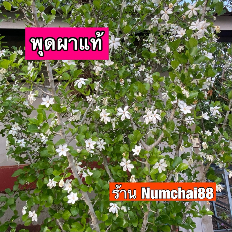 (มีให้เลือก) ต้นพุดผา สีดาดง ดอกหอม ไม้ป่าหายาก *ของแท้โปรดดูที่ใบ