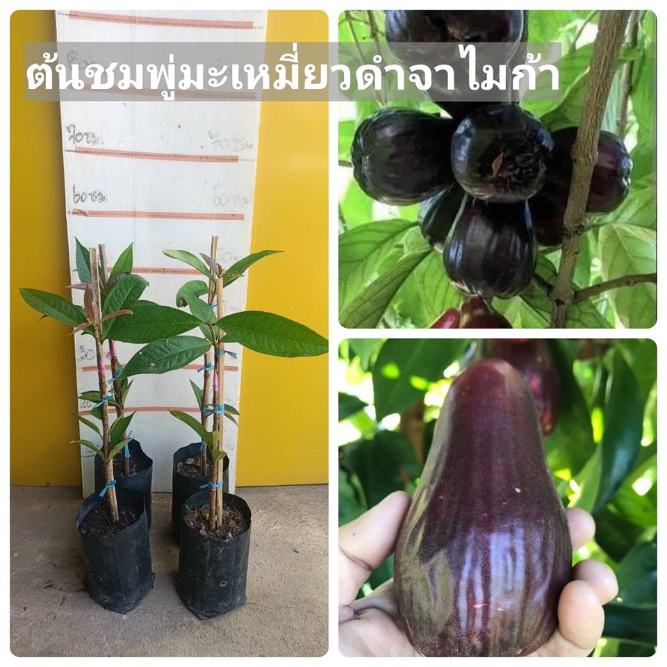 ชมพู่มะเหมี่ยวดำจาไมก้า รสชาติหวานอมเปรี้ยวนิดๆ ผลสีดำ เนื้อเยอะ ต้นเสียบยอด สูง 60 เซน