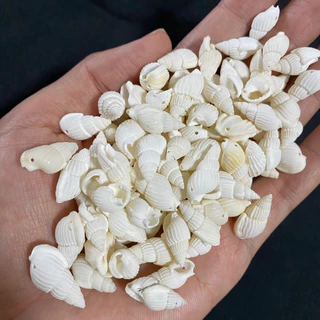 วัสดุตกแต่งเปลือกหอยสังข์ธรรมชาติ 50g SMALL RICE หอยเล็ก snail shell 1-3cm